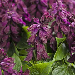 Amaranthus splendans